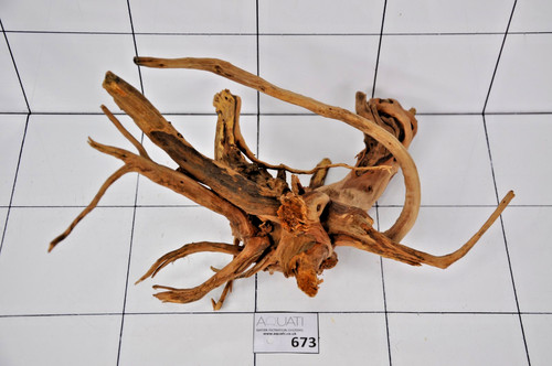 Premium aquarium azalea spider - premium,
