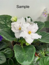 African Violet / Saintpaulia