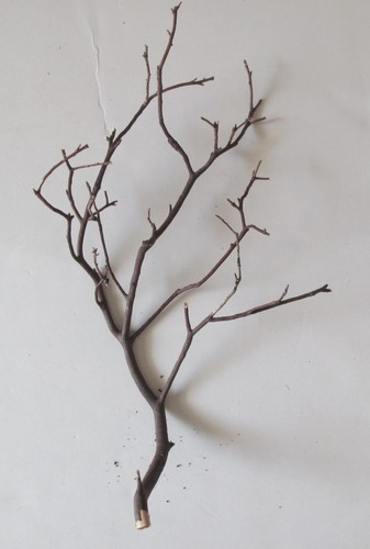 Natural red manzanita - red,