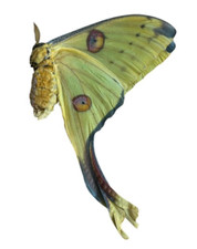 Argema mittrei Papered