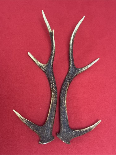 Pair sika deer antlers - deer,