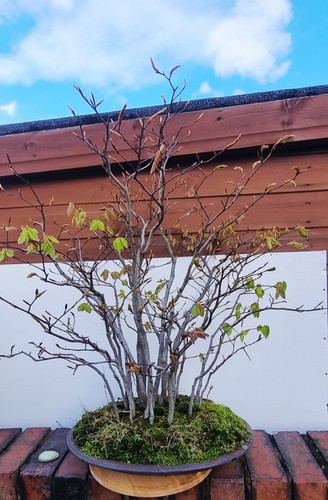 Japanese white beech large - beech,