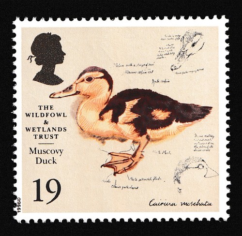 1996 19p muscovy duck - 19p,