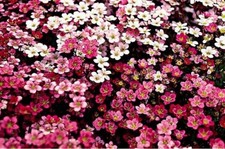 6  Saxifraga Mossy Mixed Hardy