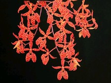 Renanthera Monachica. Mineture Orchid. Blooming Size. 9cm Pot. Easy Growing. 