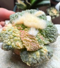 4.1cm Rare Ariocarpus Fis Hybird 'Godzilla' WYSIWYG G rafted Variegated