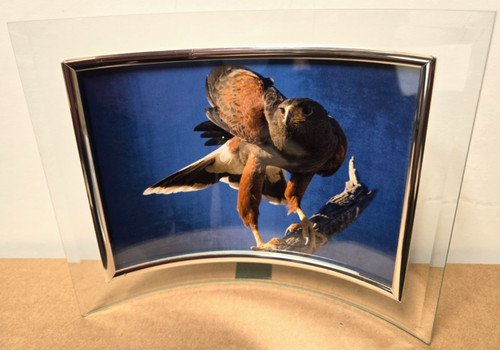 Southwest harris hawk color - hawk,