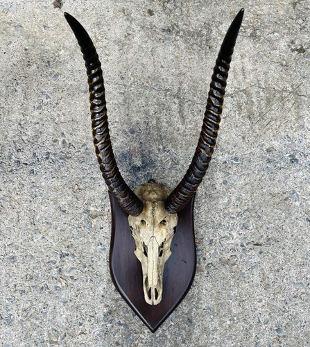Large vintage taxidermy - ​large,