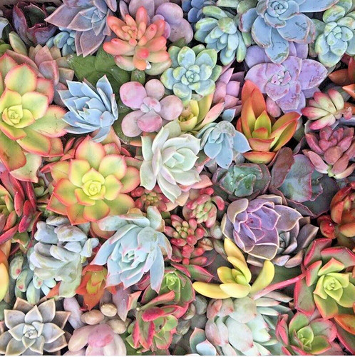 Succulents mixed live - 25,