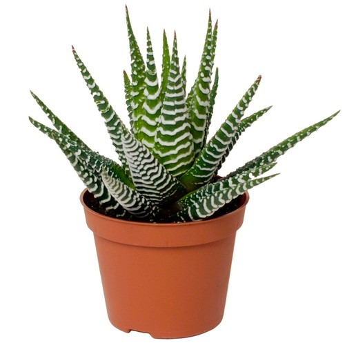 Haworthia big band zebra plant - haworthia,
