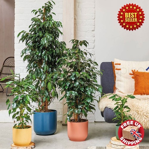 Large tall exotic tree - tall,