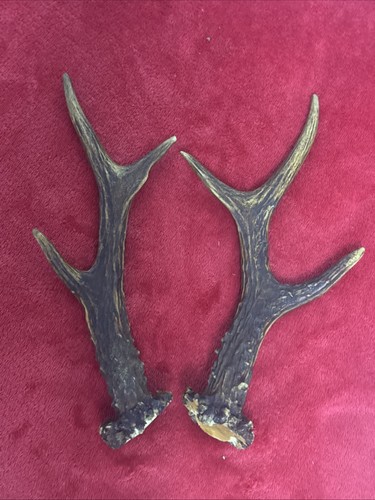 Pair roe deer antlers - antlers,