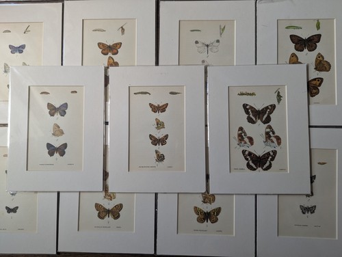 Vintage butterfly print - butterfly,