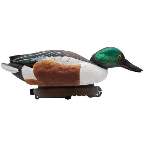 Floating shovelers duck - floating,