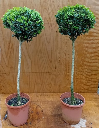 Standard buxus sempervirens - standard,