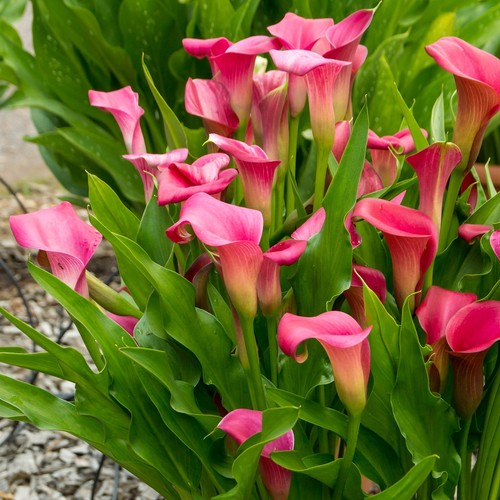 Calla lily pink bulb exotic - lily,