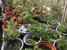 7 well established evergreen creeping phlox in 9 cm pots ( 7 pots provided)