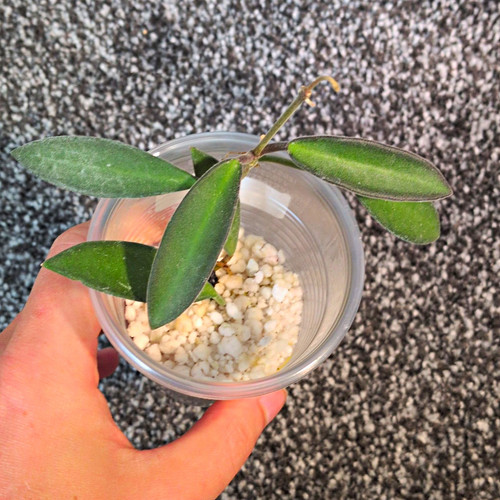 Hoya anncajanoae perlite - hoya,