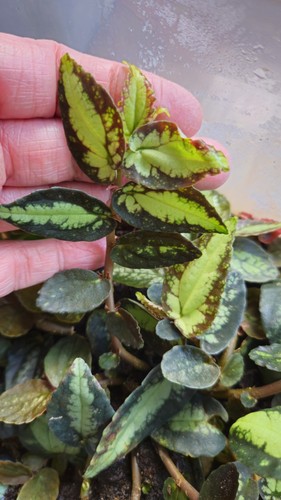 Pellionia repens watermelon - pellionia, repens/watermelon