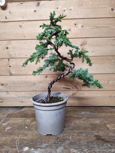 Juniper bonsai tree - bonsai, training