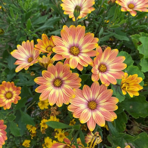 Osteospermum erato basket - osteospermum,
