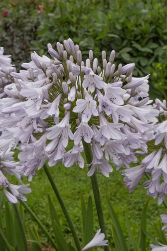 Agapanthus shades grey - shades,