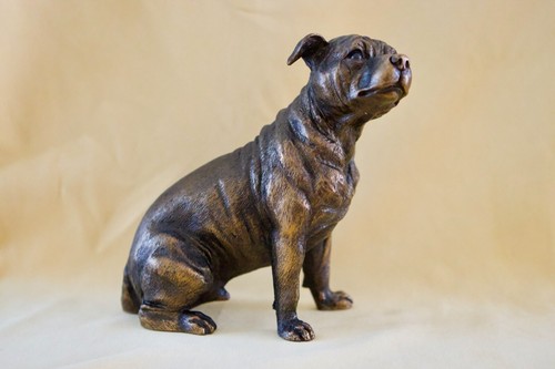 Staffordshire bull terrier - bull,
