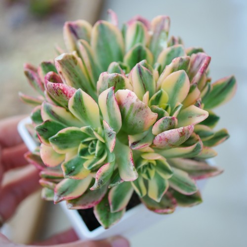 Aeonium green tea variegated - tea,