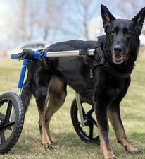 Large Walkin’ Wheels Dog