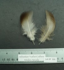 One Pair 3" Farm Raised Medium Bronze Mallard Flanks Lot-SF 210