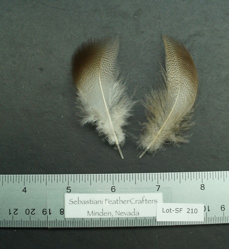 One pair farm - 3", raised