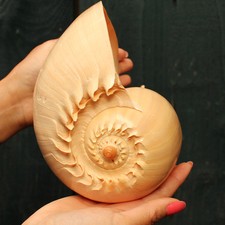 Extra Large Melon Shell Large Polished 22.5 cm to 25 cm  Beach SeaShell 