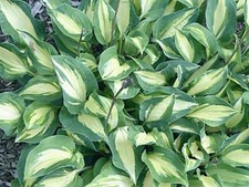Hosta Xanadu (Pot Grown Sent