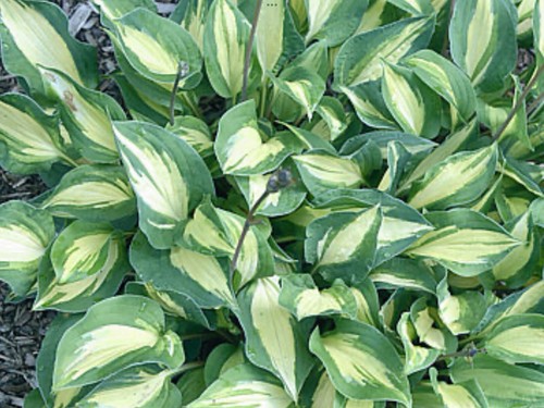 Hosta xanadu pot grown - hosta, sent