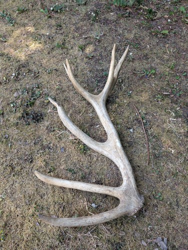 British red deer shed - deer,