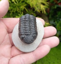 Fossil Trilobite Phacops