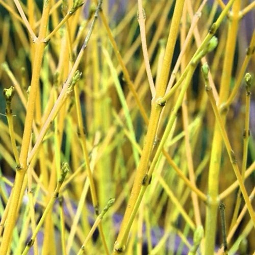Cornus flaviramea - cornus, ‘flaviramea’