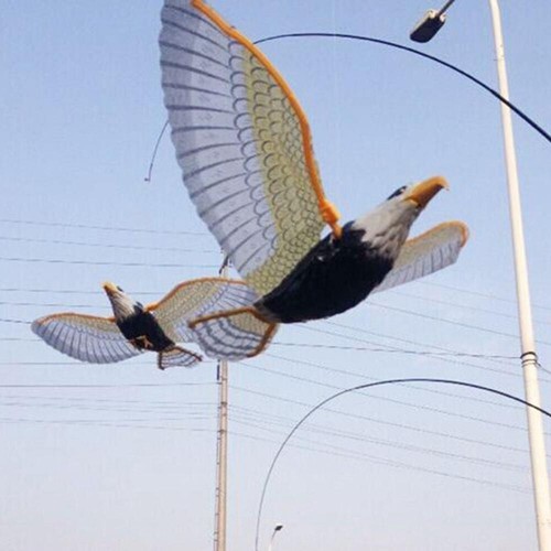 Bird repellent hanging - bird, eagle