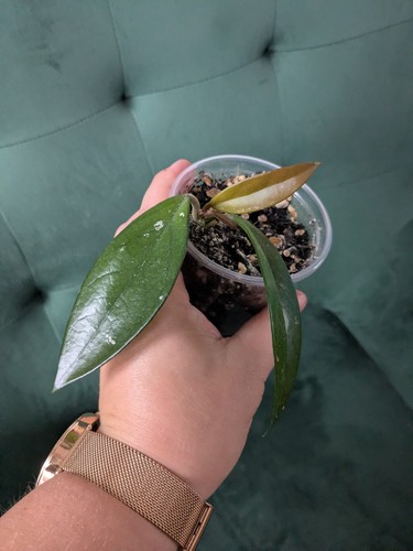 Hoya carnosa wax - carnosa, potted