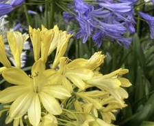 Yellow Agapanthus 2 Years Old In 9cm Pot Lily Of The Nile Limited in stock