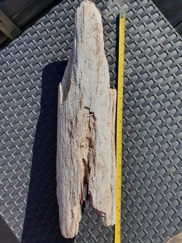 Large 20cm tree trunk section