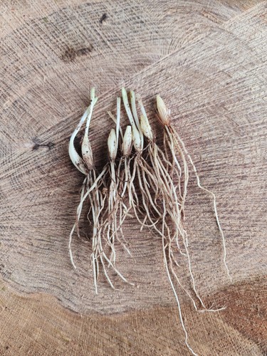 50 wild garlic - 1/10/15/25/50,