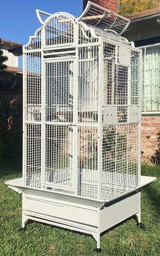 Large elegant bird parrot - large,