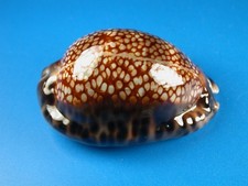 Cypraea maculifera hawaiiensis, Dark, Heavy Callous, 61.9mm, Hawaii Shell