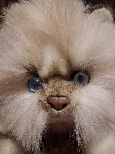 Russ yomiko himalayan persian - russ,