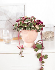 Saxifraga Stolonifera Tricolor