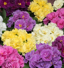 6 x Primula Early Pom Pom mix jumbo plug plants