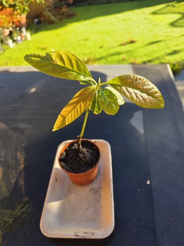 Avocado plant seedling - plant,