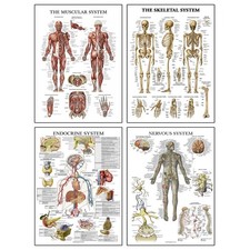 Human Muscular System Body