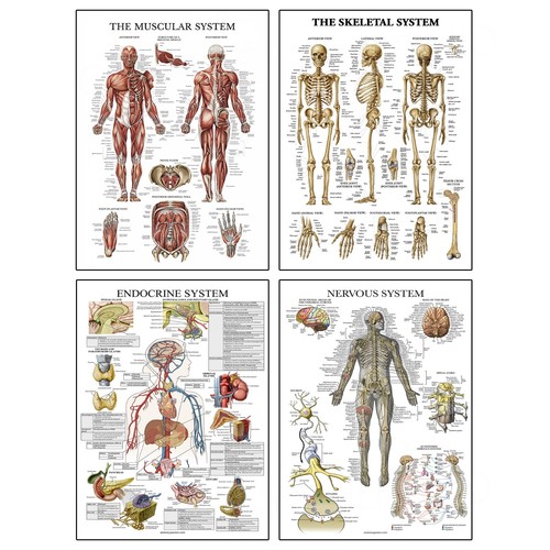 Human muscular system - muscular, body